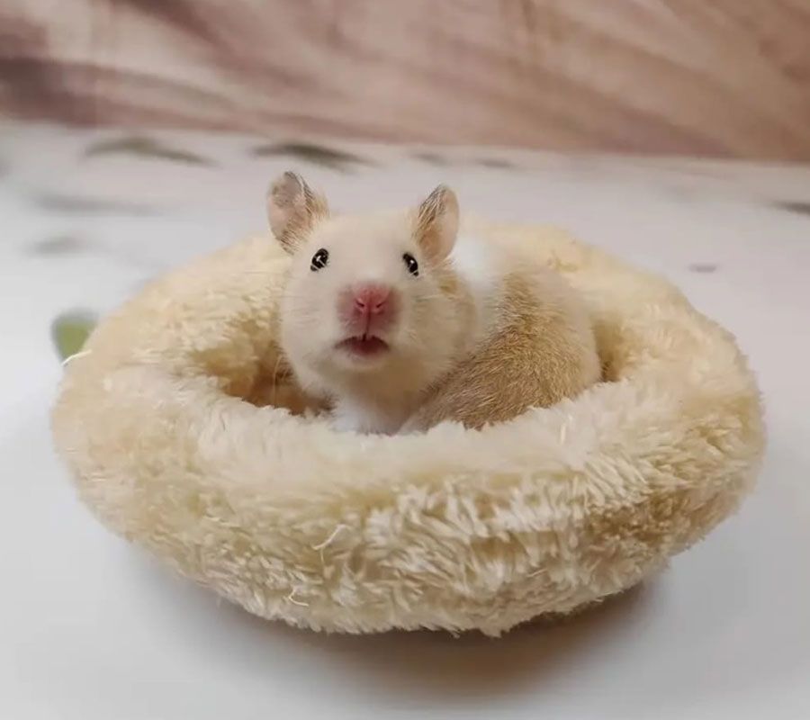 Hamster-Nestunterlage